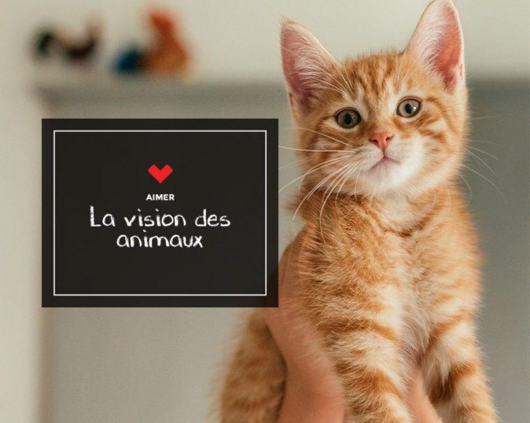 Petit écriteau "Aimer La vision des animaux" à côté d'un chaton